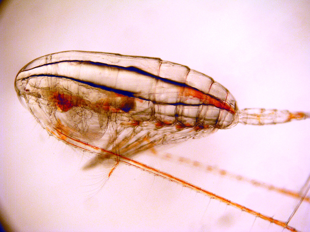 zdjęcie mikroskopowe widłonoga Calanus finmarchicus