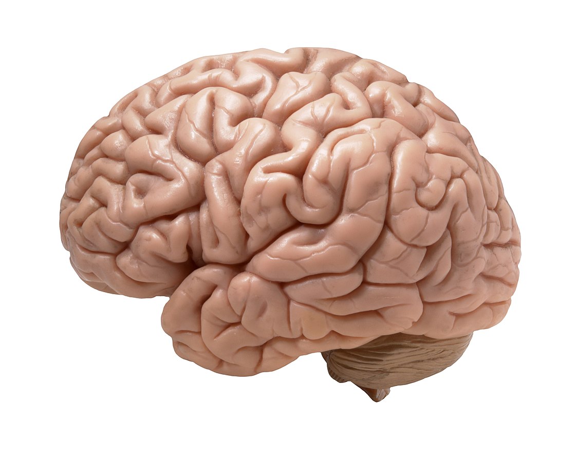 model mózgu