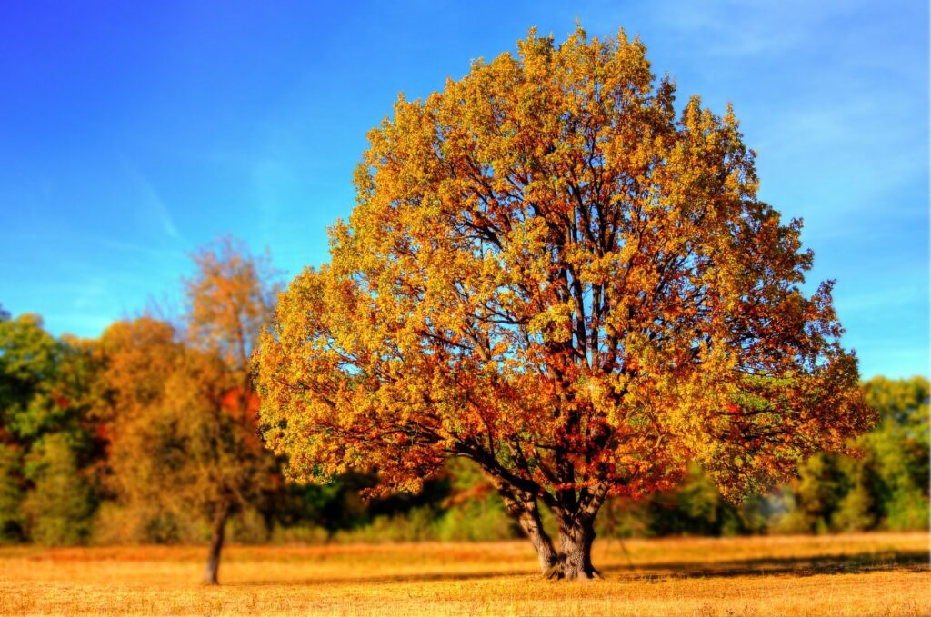 krajobraz jesiennych z drzewami