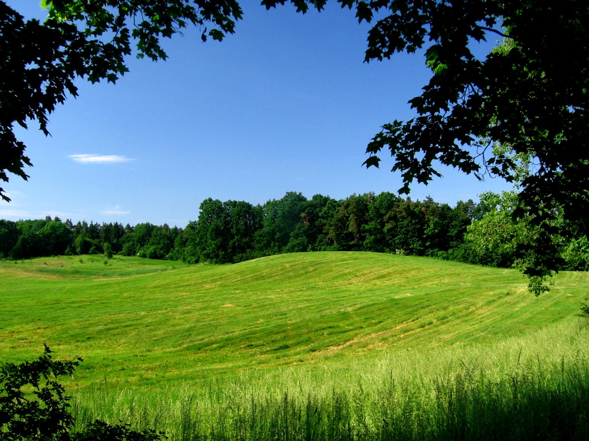 krajobraz przedstawiający łąkę i las